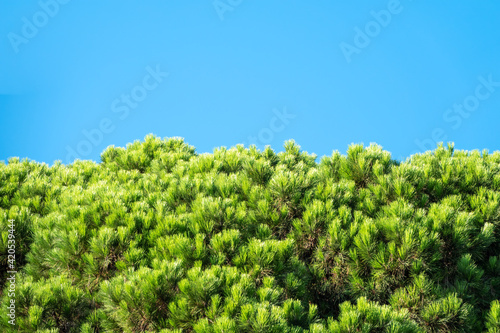 Green pine tree with long needles on a background of blue sky. Freshness, nature, concept.