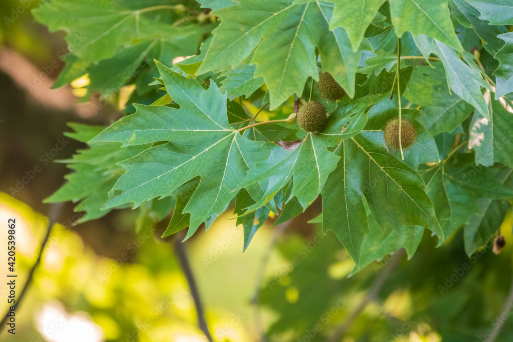 Green Leaves and young futis of Pltatanus oreintalis tree in sunset light Green Leaves and young futis of Pltatanus oreintalis tree in sunset light