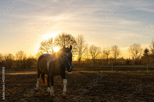 horse at sunset on field
