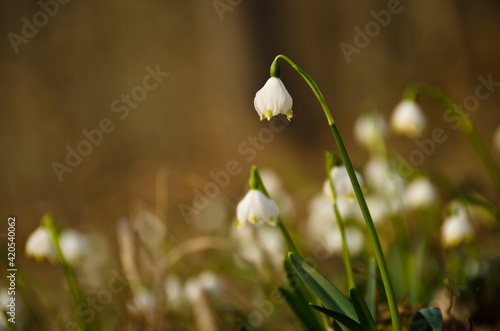 A  group of beautiful white blooming spring snowflakes, wild in a forest © Brinja