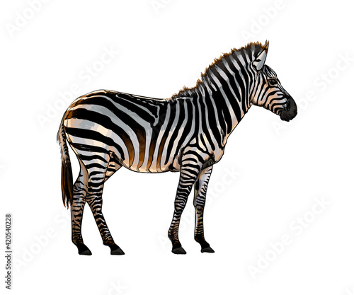 Zebra from a splash of watercolor  colored drawing  realistic. Vector illustration of paints