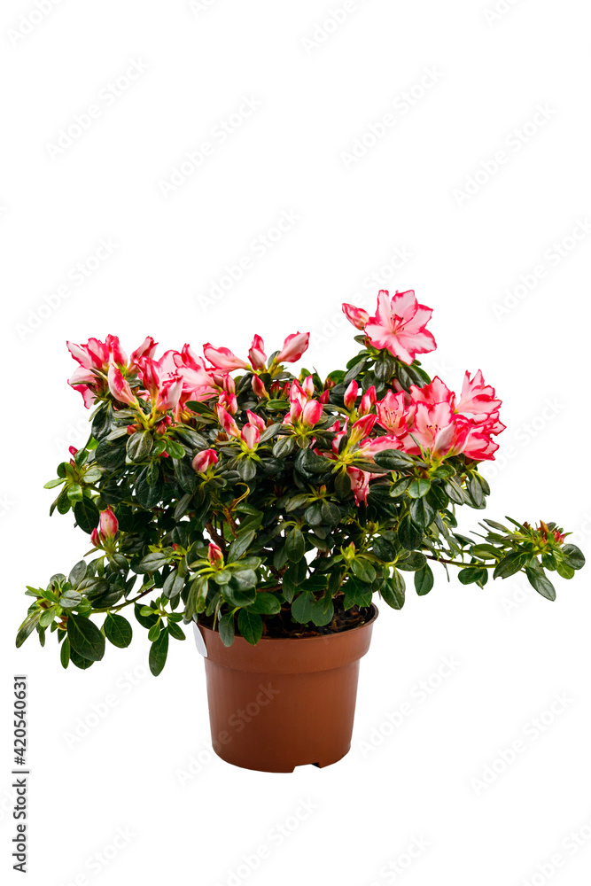 Blooming pink azalea in flower pot isolated on white background