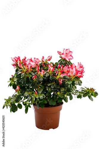 Blooming pink azalea in flower pot isolated on white background