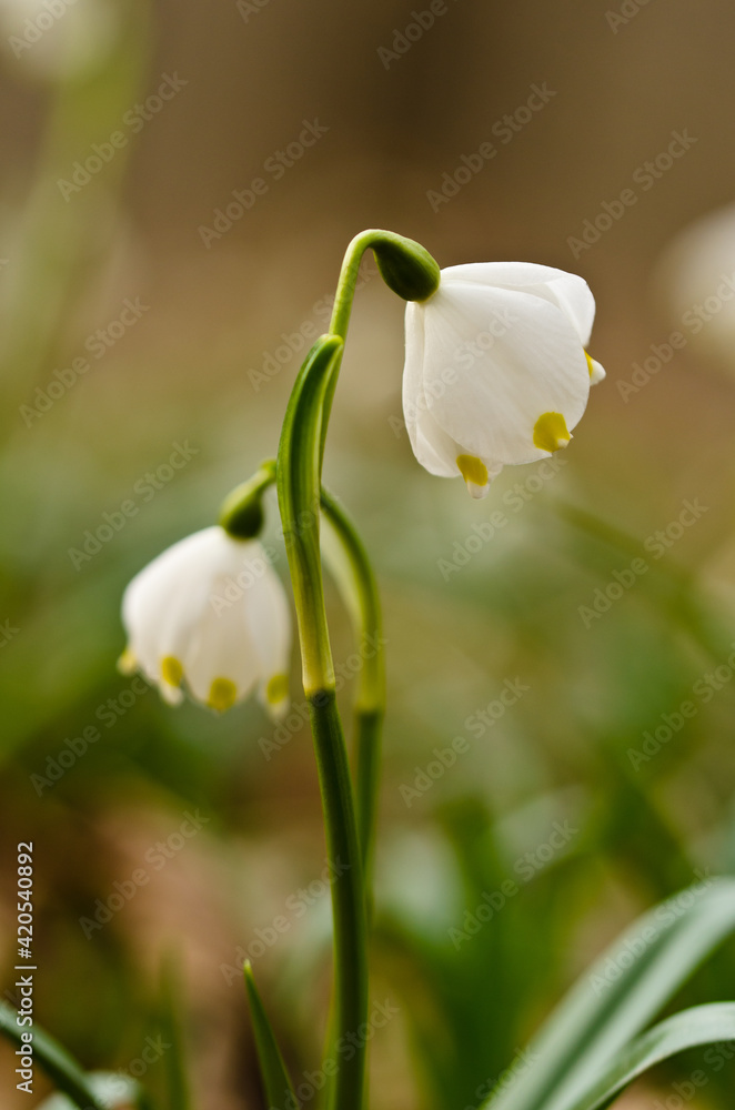 Two single blossoms of beautiful white blooming spring snowflakes, wild in a forest Two single blossoms of beautiful white blooming spring snowflakes, wild in a forest