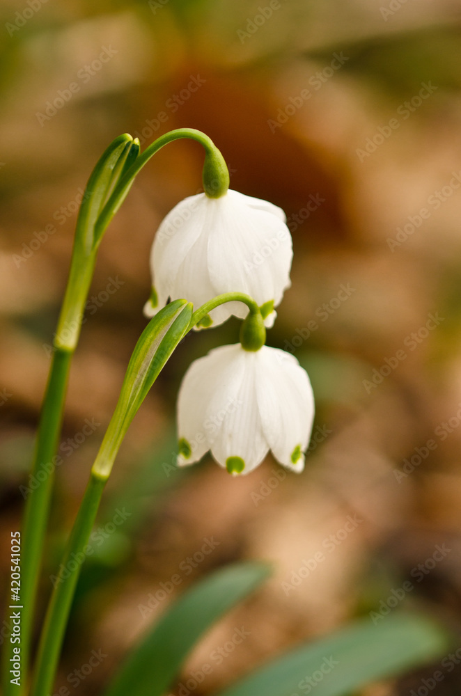 Obraz premium Two single blossoms of beautiful white blooming spring snowflakes, wild in a forest