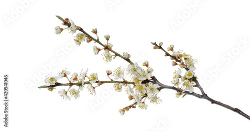 Blooming wild plum tree flowers in spring isolated on white background