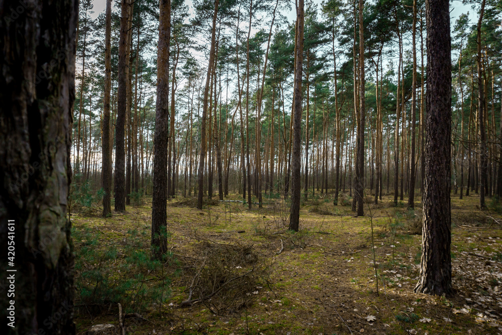 Kaliski las w promieniach zachodzącego słońca
Kaliski las w promieniach zachodzącego słońca