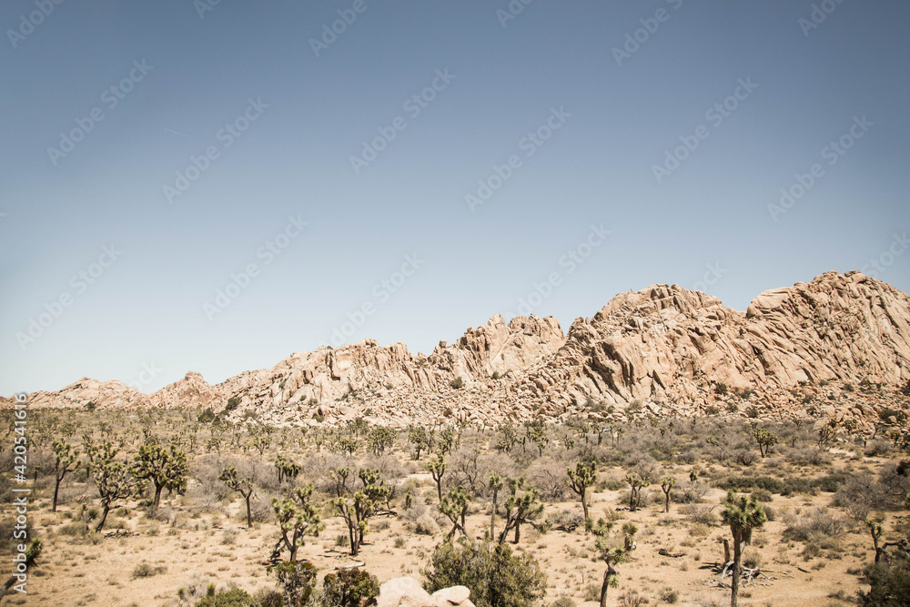 Joshua Tree National Park