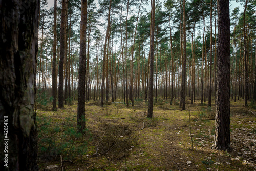 Fototapeta Naklejka Na Ścianę i Meble -  Kaliski las w promieniach zachodzącego słońca
