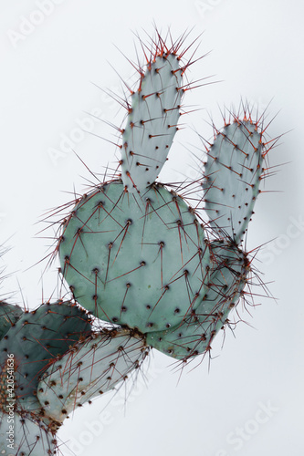 Interior Design Of Bohemian Decor With Satisfaction Untouchable Cactus. photo