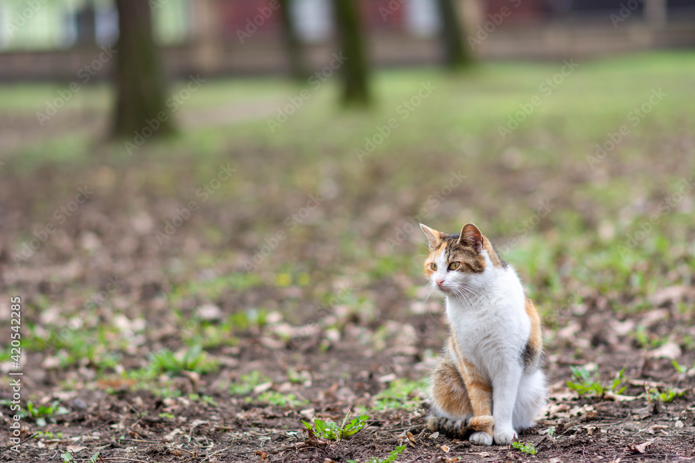 Obraz premium Cute tabby cat in park. Lazy Cat Portrait cute cat, sleepy cat, cat in the park, kitty. Colorful street cat resting at city park. street cat portrait sitting in funny 