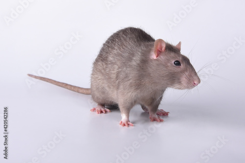 A brown wild breed rat on a white background in the studio runs forward