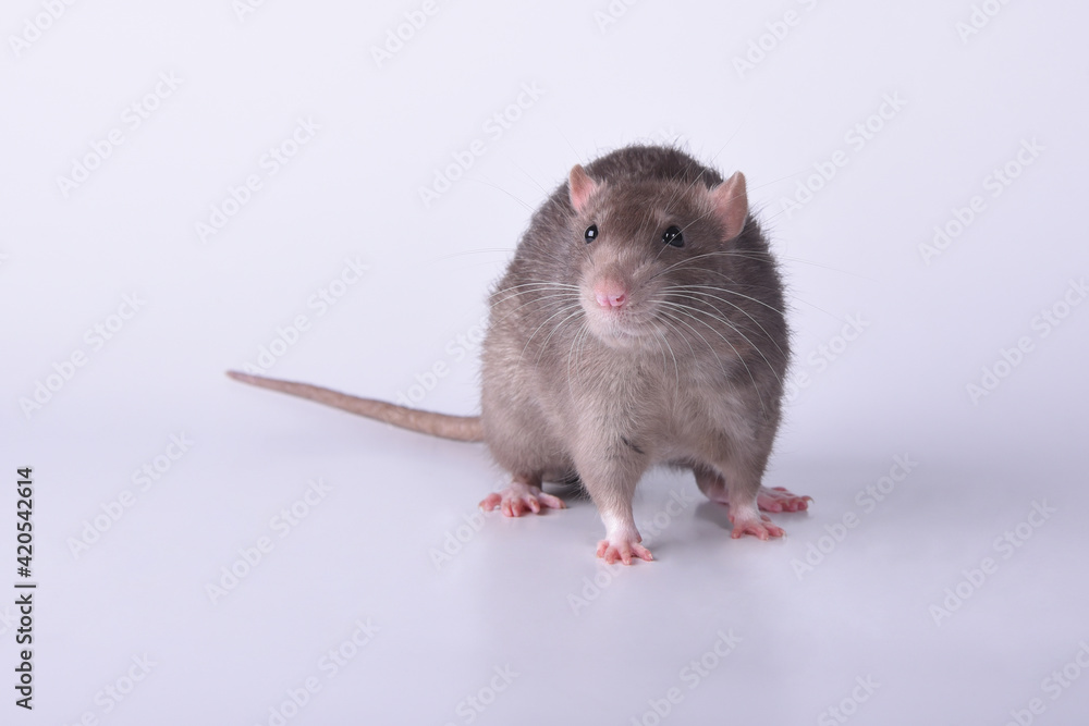 A brown wild breed rat on a white background in the studio runs forward A brown wild breed rat on a white background in the studio runs forward