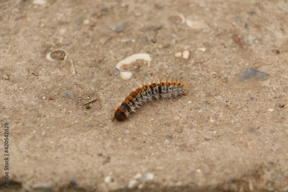 selective focus. pine caterpillar beetle. ecological balance island selective focus. pine caterpillar beetle. ecological balance island