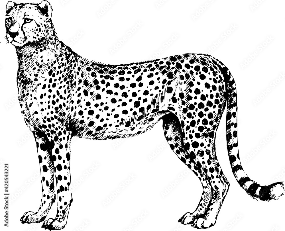 Fototapeta premium vector Cheetah, guepard wild cats illustration