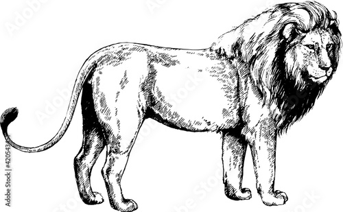 vector wild cats lion illustration