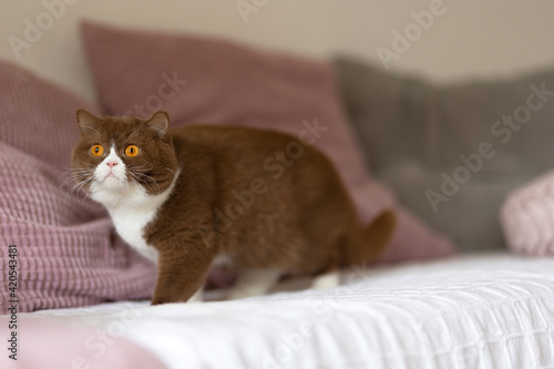 Edel - imposante Britisch Kurzhaar Katze kuschelt
