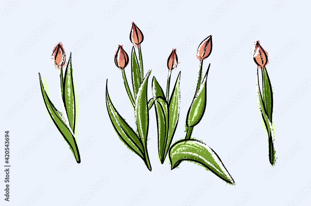 Obraz premium A set of tulips. Illustration of a sketch by hand in pastel.