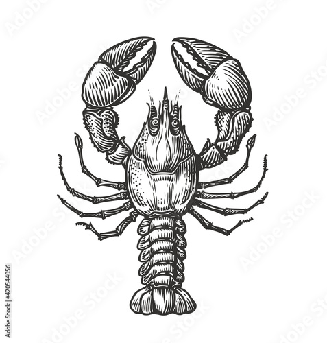 Drawing of lobster for menu or label. Seafood in vintage engraving style. Sketch vector illustration
