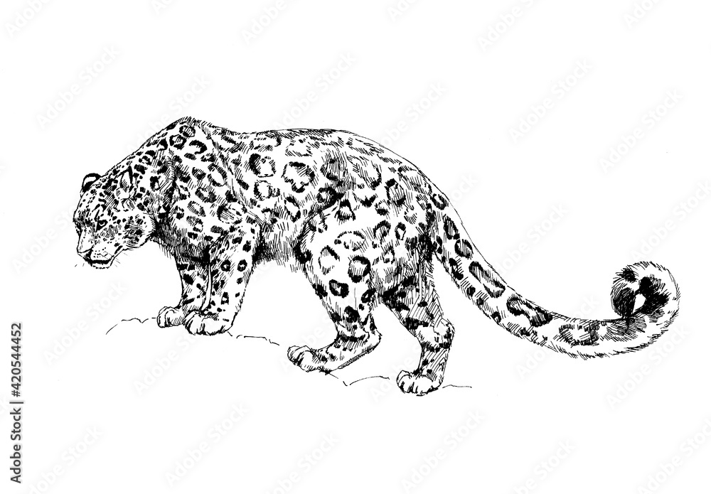 snow leopard, irbis wild cats illustration snow leopard, irbis wild cats illustration