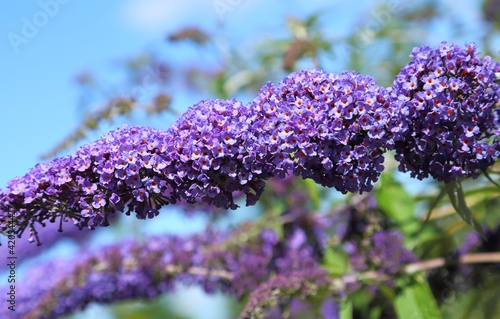 Schilderij op canvas Buddleja davidii.