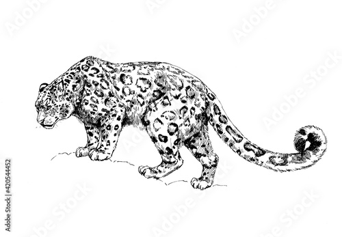 snow leopard, irbis wild cats illustration