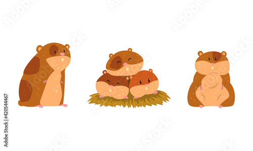 Cute Hamster as Small Pet with Cheek Pouches Sitting in Grass Vector Set