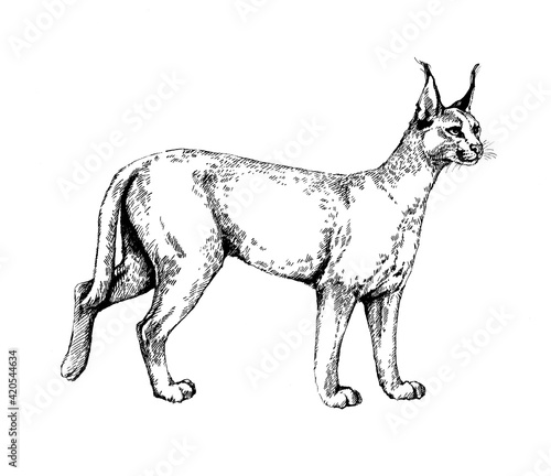 caracal wild cats illustration