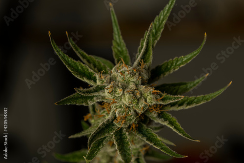S.A.G.E. variety of marijuana ripened flower with black and gray background