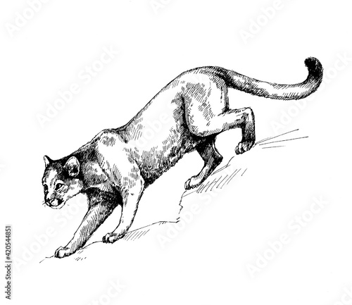 puma panther wild cats illustration