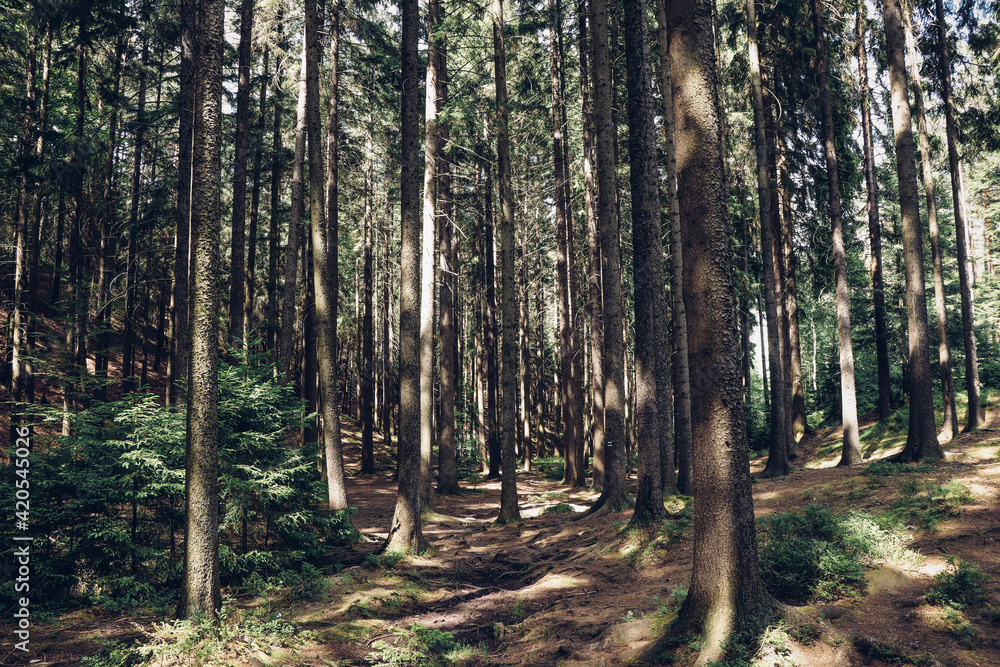 Obraz premium beautiful coniferous forest in the Czech countryside adds a feeling of security and safety. A walk through the fresh air across the wild Czech nature. Hidden treasures of European nature