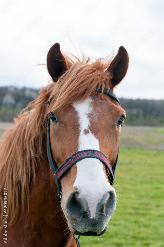 wild horse on a large meadow with beautiful scenery of blue sky and quiet at sunrise wild horse on a large meadow with beautiful scenery of blue sky and quiet at sunrise