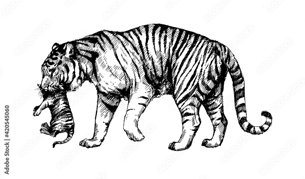 wild cats illustration, tigress, kitten tiger cub wild cats illustration, tigress, kitten tiger cub