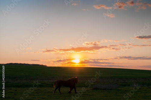Horses grazing  walking at sunset with picturesque sky