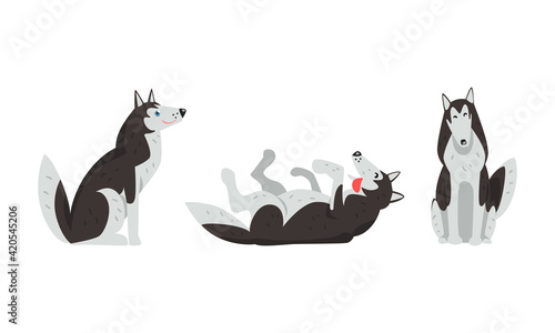 Siberian Husky Sitting and Rolling on Its Back Vector Set