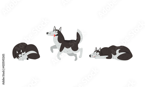 Siberian Husky Sleeping, Cuddling and Walking Vector Set