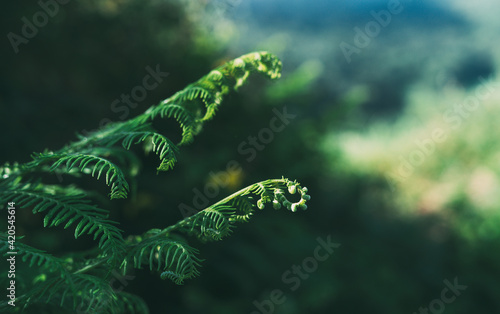 Young fern growths with the background out of focus.