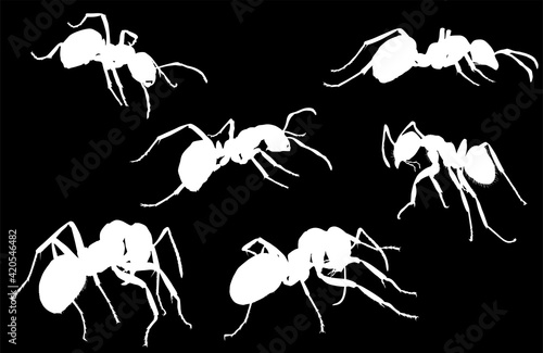 six forest ant silhouettes isolated on black