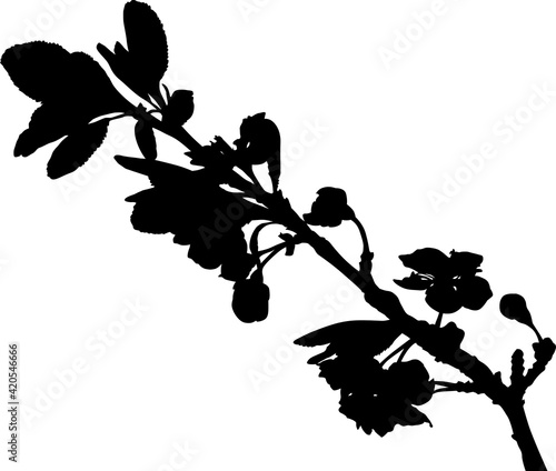 plum tree branch isolated black outline