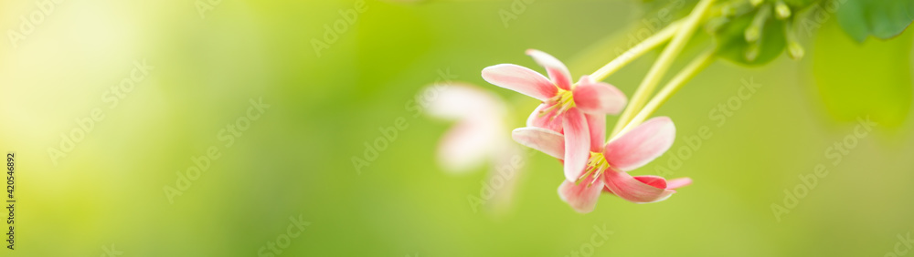 Closeup of mini pink and red flower on blurred gereen background under sunlight with copy space using as background natural plants landscape, ecology cover page concept.
