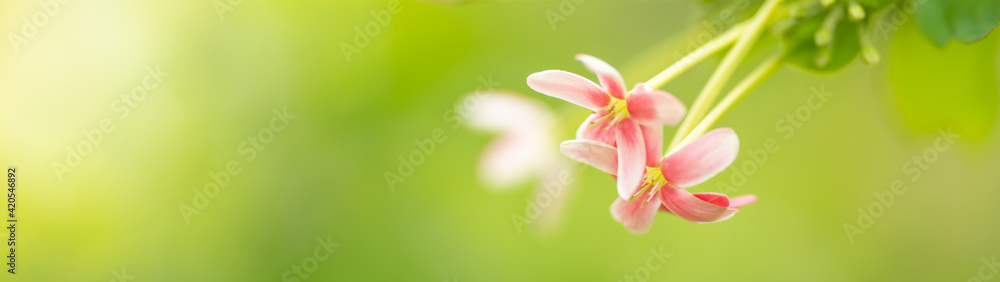 Fototapeta premium Closeup of mini pink and red flower on blurred gereen background under sunlight with copy space using as background natural plants landscape, ecology cover page concept.