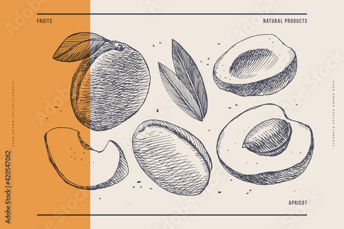 Hand-drawn dessert fruit apricot. Exotic fruits, whole and sectional. Organic food concept. It can be used as a decoration element for markets, menus, and packaging. Vector botanical illustrations.