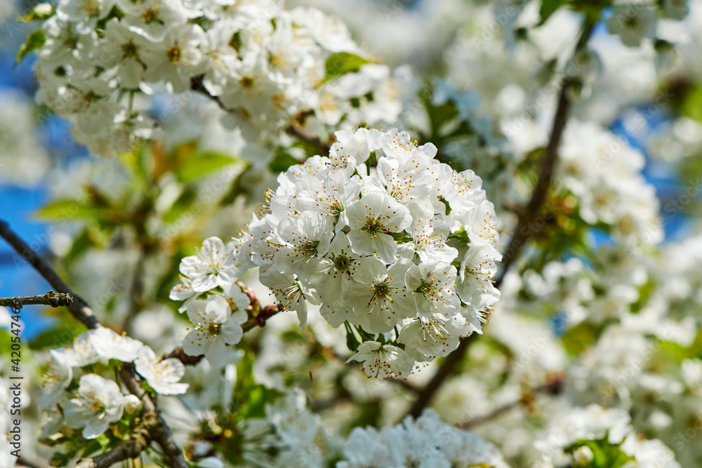 Spring impressions with fruit blossoms in the sunshine in front of the vibrant color of the blue sky. Spring impressions with fruit blossoms in the sunshine in front of the vibrant color of the blue sky.