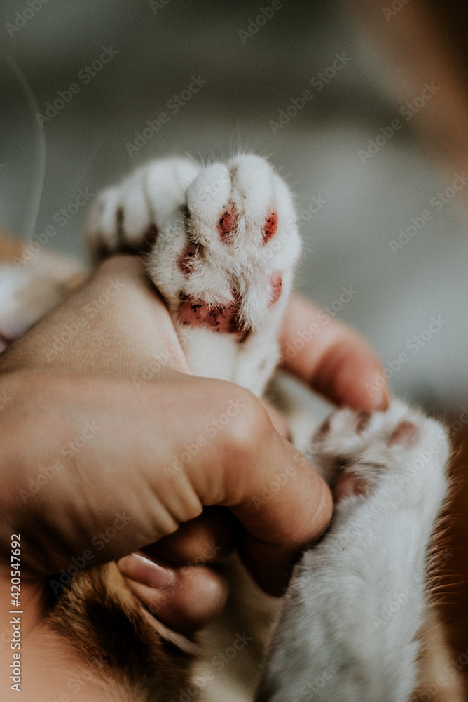 cats cats
