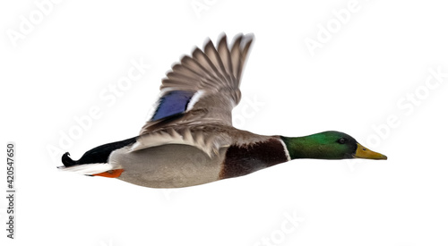 mallard duck drake with green head on white in flight