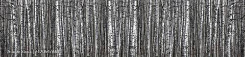 birch trunks black and white long stripe