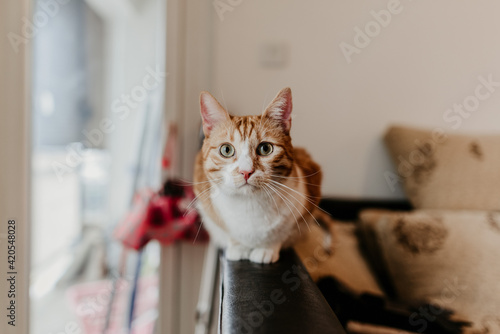 Wallpaper Mural cats Torontodigital.ca