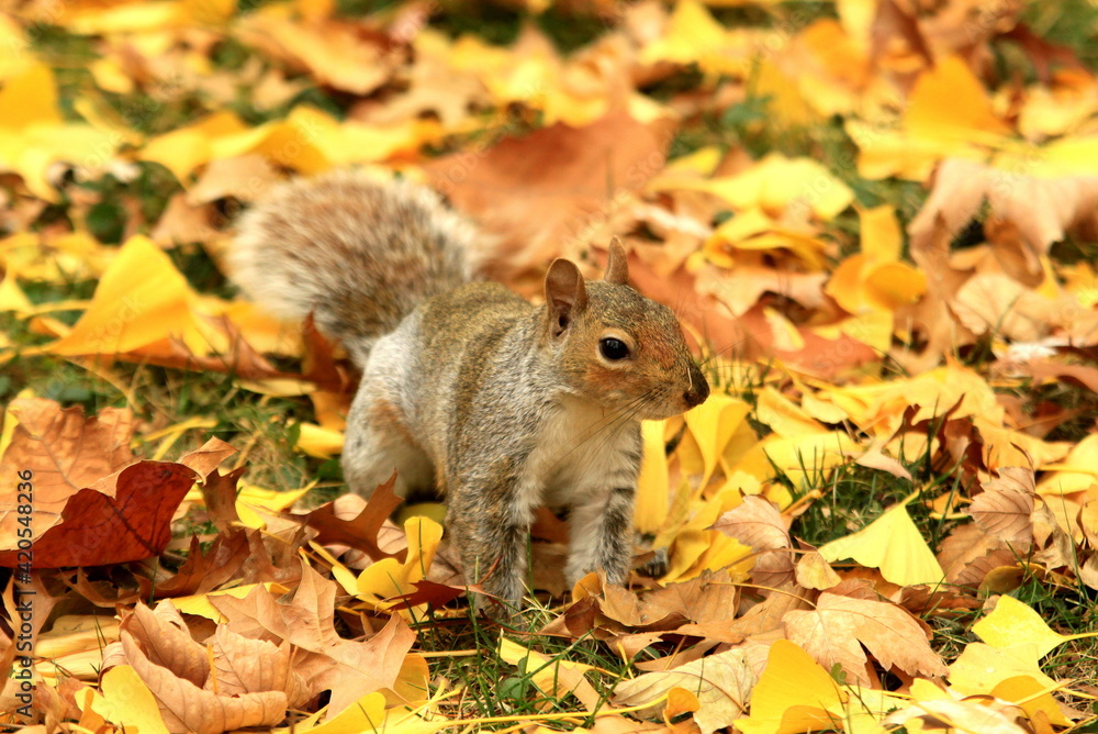 Eastern Gray Squirrel in Fall Eastern Gray Squirrel in Fall