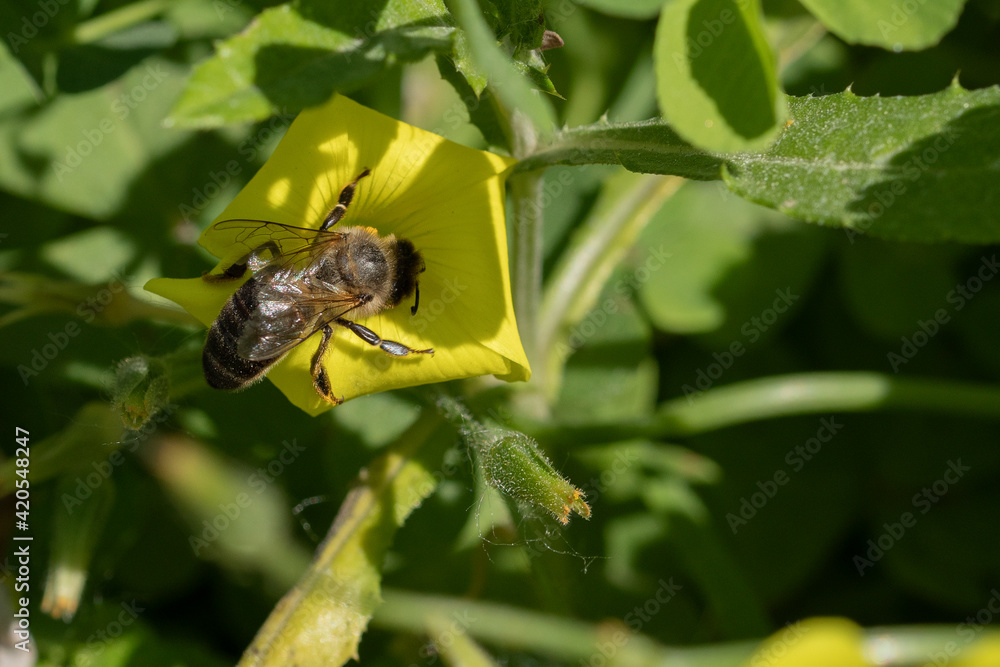 Abeja melífera en una flor amarilla (Apis mellifera Linnaeus) Abeja melífera en una flor amarilla (Apis mellifera Linnaeus)