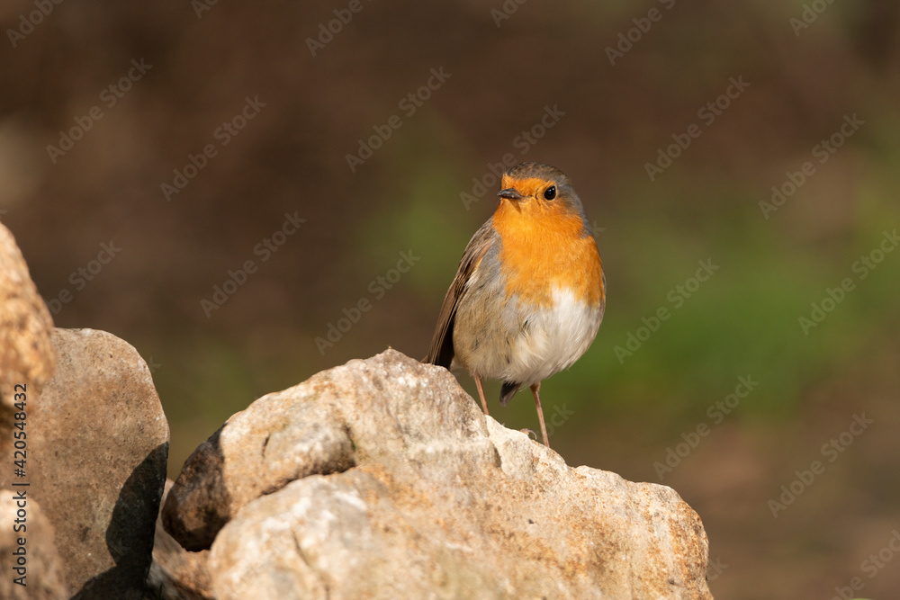 Petirrojo europeo (Erithacus rubecula) Petirrojo europeo (Erithacus rubecula)